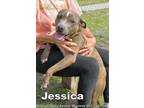 Adopt JESSICA a Pit Bull Terrier, Mixed Breed