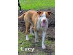 Adopt LUCY a Labrador Retriever