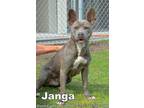 Adopt JANGA a Pit Bull Terrier, Mixed Breed