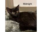 Adopt Midnight Kisses a Domestic Medium Hair