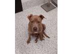 Adopt Foxy a Pit Bull Terrier, Mixed Breed
