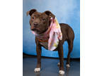 Adopt Miss shy a Mixed Breed