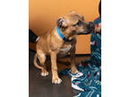 Adopt Ginger Snap-ADOPTED a Black Mouth Cur, Mixed Breed