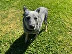 Adopt IZZY a Australian Cattle Dog / Blue Heeler