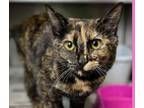 Adopt Aniva a Domestic Short Hair