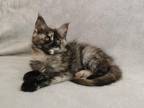 Penelope Maine Coon Female Blue Tortie Silver