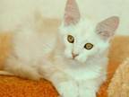Philadelphia Maine Coon Female Red Silver Ticked