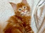 Citrus Maine Coon Male Red Tabby