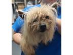 Adopt 24-04-1223 Tara a Yorkshire Terrier