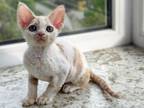 Maxwell Devon Rex Male Cream Harlequin Spotted Ta