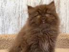 La Choko British Longhair Female Chocolate