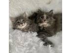 Adopt Estelle and Astra a Domestic Long Hair