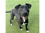 Adopt Phoenix a Terrier, Shar-Pei