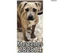 Adopt MERCEDES a Pit Bull Terrier, Mixed Breed
