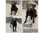 Adopt BUNJI a Mixed Breed