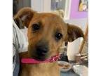 Adopt Iris a Miniature Pinscher, Jack Russell Terrier