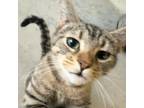 Adopt Clover a Domestic Short Hair