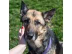 Adopt Dalila a German Shepherd Dog