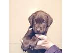 Labrador Retriever Puppy for sale in Lake Stevens, WA, USA