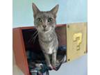 Adopt Luka (Bonded with Memphis & Chance) a Domestic Short Hair