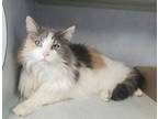 Adopt Brandy a Domestic Long Hair, Calico