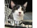 Adopt Elena a Domestic Short Hair