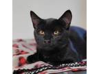 Adopt Ella a Domestic Short Hair