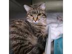 Adopt Thicket a Domestic Short Hair