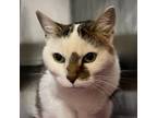 Adopt Trixie a Domestic Short Hair