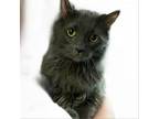 Adopt Lori a Domestic Medium Hair