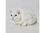 Adopt Snowball a Domestic Short Hair