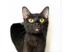 Adopt Swan a Domestic Short Hair