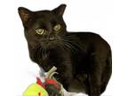 Adopt Shady a Domestic Short Hair