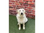 Adopt Bunny Tracks a Golden Retriever, Mixed Breed