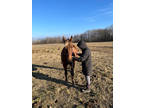 Kentucky Mountain Mare Red chocolate