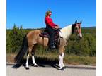 Beautiful Buckskin Paint - Safe For Anyone To Ride ! See Videos !