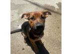 Adopt Laa-Laa a Shepherd, Mixed Breed