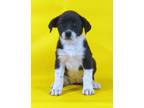 Adopt Maggie a Australian Shepherd, Mixed Breed