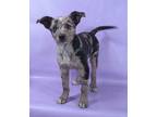 Adopt Alice a Australian Shepherd, Mixed Breed