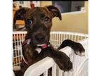 Adopt Nora a Boston Terrier, Beagle