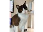 Adopt Payton a Domestic Short Hair