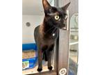 Adopt Effie a Domestic Short Hair