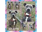 Adopt Colette a Pit Bull Terrier