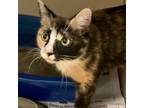 Adopt Zulia a Domestic Short Hair