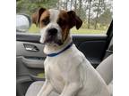 Adopt Ferrah a Boxer