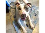 Adopt Tater Tot a Pit Bull Terrier