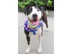 Adopt Chyna a Pit Bull Terrier, Mixed Breed