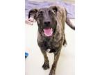Adopt Ellie a Mixed Breed