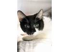 Adopt Luna a Domestic Short Hair