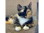 Adopt Aubrey a Domestic Short Hair